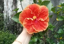 Kenapa Disebut Bunga Sepatu?