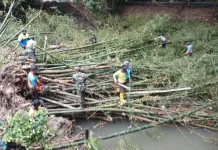 Cegah Banjir, Koramil Trucuk Klaten Bersihkan Rumpun Bambu Roboh