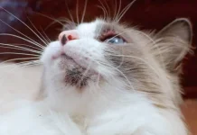 Cegah Jerawat Dagu pada Kucing