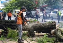 Pohon Asem di Jl Slamet Riyadi Mendadak Tumbang, Diduga Lapuk dimakan Usia