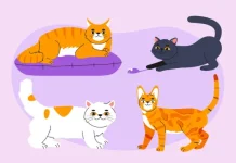 Fakta atau Mitos: Sifat Kucing dan Warna Bulu