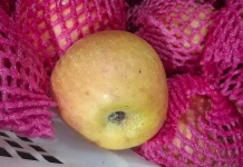 Apel Fuji? Yuk Kenali Kandungan dan Manfaatnya