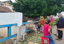 Kebo Bule, Magnet Wisata Menunggu Waktu Berbuka Puasa di Alun-alun Selatan Solo