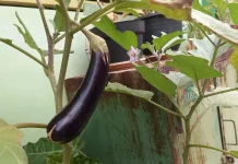 Potensi Nutrisi Terong Ungu untuk Kesehatan