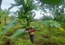 Cara Merawat Jantung Pisang agar Buahnya Maksimal