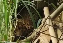 Macan Tutul Tawangmangu Berhasil Dievakuasi, Dibawa ke Taman Safari