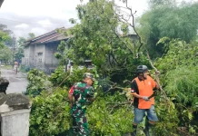 Akses Jalan Terputus, TNI dan Warga Klaten Gotong Royong Singkirkan Pohon Tumbang