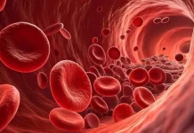 Fungsi Hemoglobin dalam Darah bagi Kesehatan Tubuh