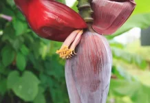 Ini Manfaat Jantung Pisang bagi Kesehatan Tubuh