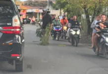 Pengendara Perlu Waspadai Ranting Pohon Lapuk