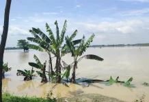 Banjir Luapan Bengawan Solo Rendam Ratusan Hektar Lahan Pertanian di Sragen