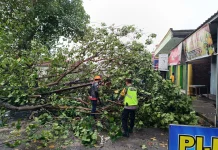 BPBD Karanganyar Evakuasi 4 Pohon Tumbang di Tasikmadu-Kebakkramat