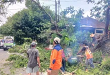 Penanganan Cepat Pohon Tumbang di Sidoharjo Wonogiri