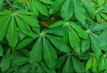 Manfaat Daun Singkong untuk Kesehatan Tubuh