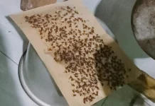 Jutaan Lalat Teror Warga Gading Sragen, Diduga dari Kandang Ayam BUMDes