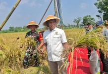 Hadiri Panen Raya di Klaten, Abdul Kharis Soroti Peningkatan Produksi Padi
