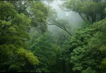 Tokoh Dunia dan Indonesia Serukan Pelestarian Hutan untuk Hadapi Krisis Iklim