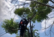 Diduga Hendak Pangkas Dahan, Warga Ngawi Tewas Kesetrum di Atas Pohon