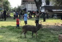 Libur Lebaran Bawa Rezeki Pedagang Pakan Rusa Sriwedari