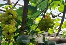 Manfaat Buah Anggur untuk Mencegah Penuaan Dini
