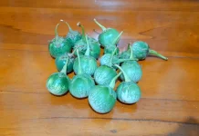 Terong Gelatik, Alternatif Sayur Sehat Keluarga