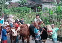 Warga Desa Sruni Musuk Boyolali Gelar Konvoi Sapi dan Kambing Keliling Kampung