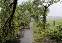 Angin Kencang Sejumlah Kecamatan di Klaten, Banyak Pohon Tumbang dan Rumah Rusak