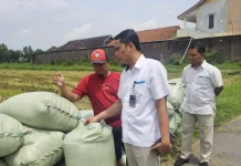 Bulog Surakarta Terus Gencarkan Penyerapan Gabah Beras saat Puncak Musim Panen 1