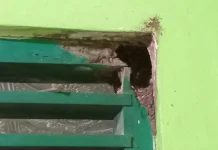 Cara Ampuh Membasmi Sarang Rayap