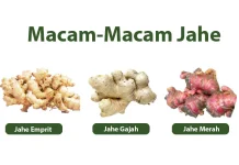Tingkat Kepedasan Jahe Dilihat Dari Jenisnya