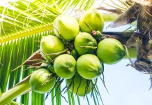 Seluruh Bagian Kelapa yang Bermanfaat