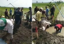 Janji Normalisasi Saluran Tak Terealisasi, Petani Jono Bongkar Saluran Irigasi