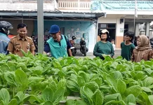 Lurah Gajahan Panen Pakcoy Hidroponik, Dorong Sekolah Produktif