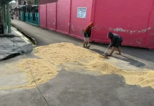 Menjemur Padi, Menjaga Kualitas