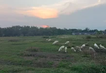 Kambing Hewan Ternak Bernilai Tinggi