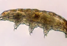 Tardigrada: Mahluk Mikroskopis dengan Trik Bertahan Hidup Super