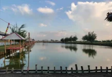 Keindahan Sunrise dan Mangrove di Pantai Idola Banyutowo Pati