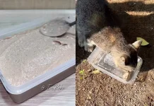 Cara Membuat Makanan Kucing Homemade Tinggi Kolagen