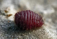 Serangga Cochineal sebagai Pewarna Karmin