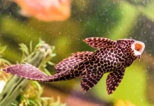 Ikan Sapu-Sapu Ancam Ekosistem
