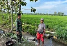 Hangatnya Obrolan di Pematang: Kala Petani Pelemgadung "Curhat" ke Satgas TMMD