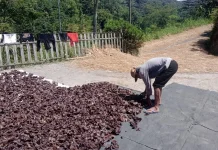 Panen Perdana Jamur Kuping Dongkrak Ekonomi Desa