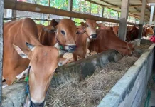 Permintaan Hewan Kurban jelang Idul Adha di Klaten Mulai Meningkat