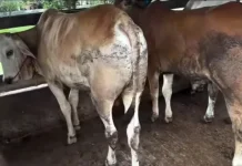 Harga Sapi Kurban Naik, Pemkab Wonogiri Pastikan Kesehatan Ternak