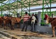 Dispertan Wonogiri Pastikan Hewan Kurban Sehat Aman jelang Iduladha