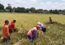 Investasi di Sragen Terganjal Moratorium LSD, Investor Kakap-Perumahan Pusing