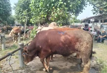 Jelang Iduladha, Pasar Hewan dii Klaten Mulai Ramai