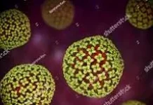 Bahaya dan Pencegahan Hantavirus