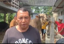 Sapi Simental "Parikesit" asal Polokarto Menjadi Hewan Kurban Presiden Prabowo