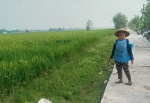 Berkah TMMD Jalan Beton Panen Raya Tak Susah Lagi